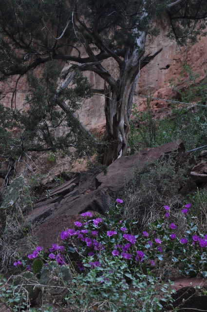 Primrose and tree taken at the Observation Deck